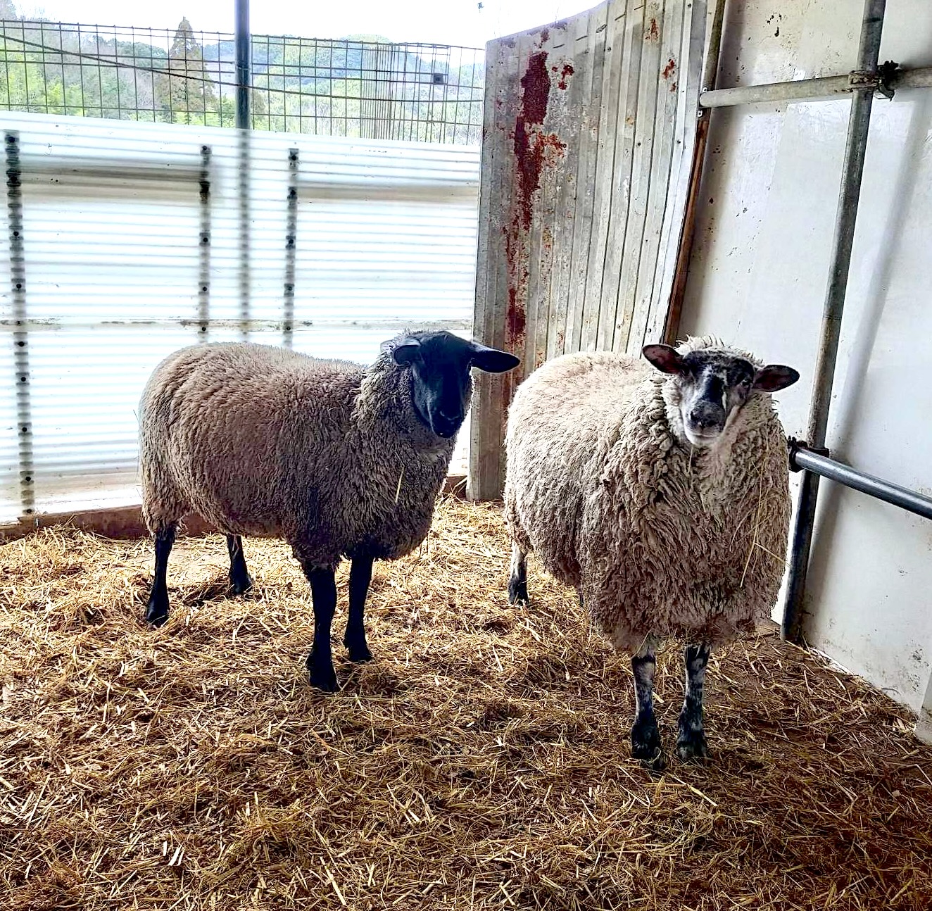 藤枝より極上の羊が入荷しました！ | 西欧料理サヴァカ｜静岡県菊川市